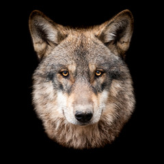 Leinwandbilder - Grey wolf with a black background