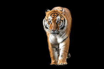 Wall Mural - tiger with a black background