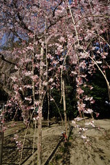 Canvas Print - 六地蔵寺のしだれ桜