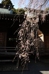 Wall Mural - 吉田神社（水戸市）のしだれ桜