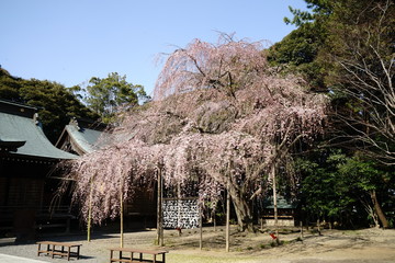 Wall Mural - 吉田神社（水戸市）のしだれ桜