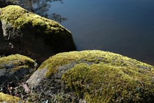 Mossy Rocks By The Lake