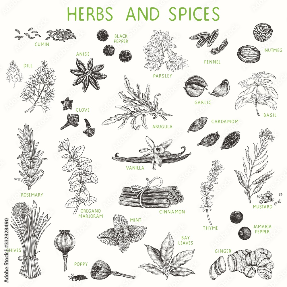 Herbs and spices hand drawn set, natural seasoning for cooking. Vector ...