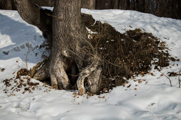 The Poplar tree. The poplar grove. Wooden landscape.