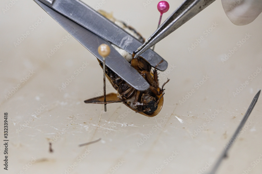Image showcasing Study of the structure of Blaptica dubia, Dubia roach, also known as ...
