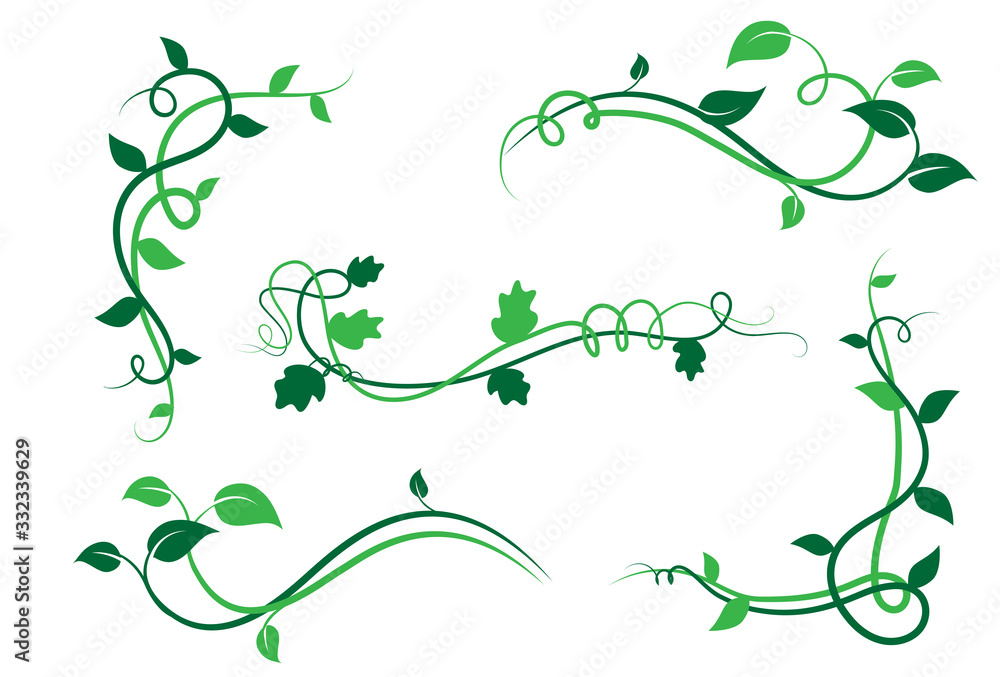 Collezione di elementi floreali decorativi, ramo con foglie di edera, liane - obrazy, fototapety, plakaty 