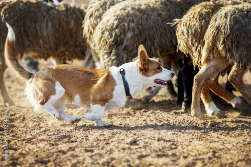 Photo Welsh Corgi grazing sheep