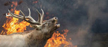 Deer On A Background Of Burning Forest
