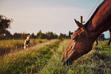 Wall Mural - Horse and dog in a pasture