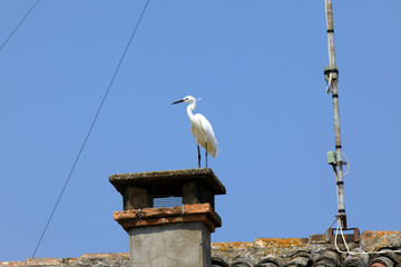 Comacchio (FE),  Italy - April 30, 2017: Egret on a chimney in Comacchio village, Delta Regional Park, Emilia Romagna, Italy