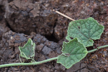 plant in soil