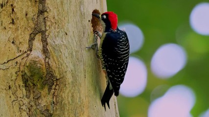 Wall Mural - Black-cheeked Woodpecker - Melanerpes pucherani resident breeding bird from southeastern Mexico south to western Ecuador. Occurs in the higher levels of wet forests, woodland, making nest hole