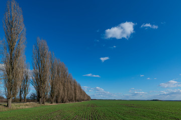 Wall Mural - Farm field with fresh green crops