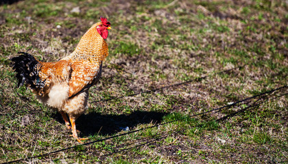 Chicken and rooster on a farm. Free grazing. Ecological farm.