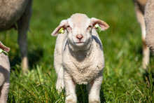 Newborn Adorable Lamb, Yeanling, Looking Up, In The Grass Of A Meadow.