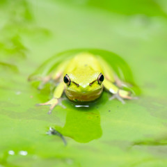 Wall Mural - Wallum Sedge Frog also known by Litoria olongburensis.