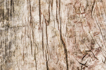 Wall Mural - Cracked wood texture. Tree section background. Grunge brown wooden wall pattern.