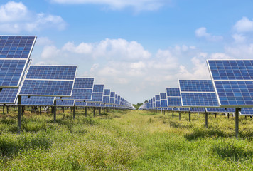 Wall Mural - solar cells or photovoltaic cells in power station turn up to sunlight alternative renewable energy 