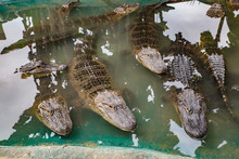 Alligators In The Alligator Farm In Mobile, Alabama, USA