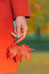 Wall Mural - girl in autumn park holds a bright red maple leaf in her hand, fall colors