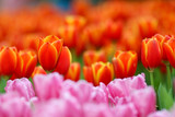Fototapeta Tulipany - Beautiful tulip flowers with blured background in the garden. Orange tulip flowers. Selective focus.