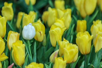 Wall Mural - Beautiful tulip flowers with blured background in the garden. Yellow tulip flowers. Selective focus.