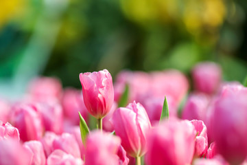 Wall Mural - Beautiful tulip flowers with blured background in the garden. Pink tulip flowers.