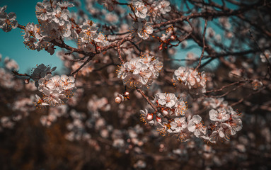 Poster - Cherry blossom