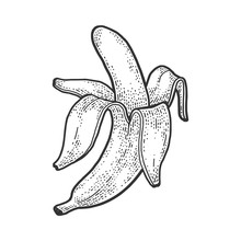 Peeled Banana Plant Sketch Engraving Vector Illustration. T-shirt Apparel Print Design. Scratch Board Imitation. Black And White Hand Drawn Image.