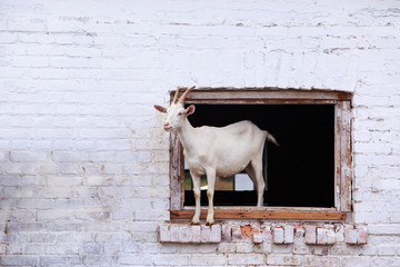 Wall Mural - Portrait of goat