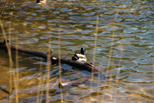 Bird In Its Natural Habitat. Duck Mallard In Motion. Water Bird With Webbed Feet.