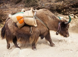 Poster - Brown yak on the way to Everest base camp