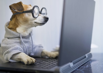 smart concentrated dog is working on project online. using computer laptop. pet wearing glasses and 