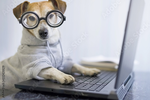 Adorable dog in glasses working with computer Canvas Print