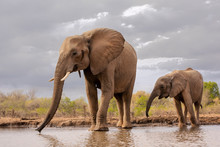 Mother And Young Calf Elephant Drinking At The Waterhole In Botswana, Africa