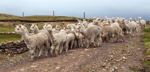 Canvas Print - llama or lama, herd of lamas on pastureland