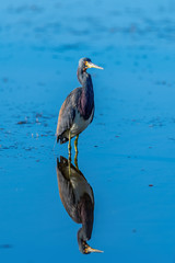 Wall Mural - A Tricolored Heron is reflected in the water