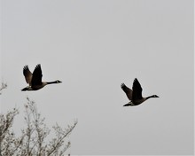 Two Canadian Geese In Flight On A Overcast Day