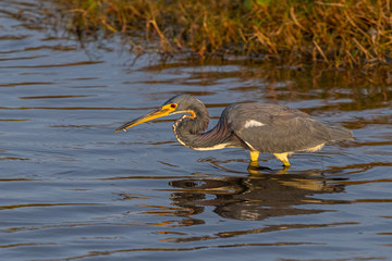 Wall Mural - A Tricolored Heron wading and holding a small fish in its beak