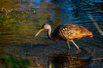 Wall Mural - A Limpkin (Aramus guarauna) wading in the waters of the Orlando Wetlands Park, Florida, USA.