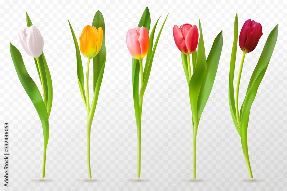 Colorful tulips. Beautiful tulip buds, spring flowers design for greeting card 8 march or mothers day, floral elements realistic vector set. Tulip red, orange flower blossom, spring bloom illustration - obrazy, fototapety, plakaty 
