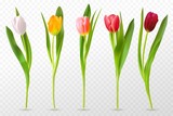 Colorful tulips. Beautiful tulip buds, spring flowers design for greeting card 8 march or mothers day, floral elements realistic vector set. Tulip red, orange flower blossom, spring bloom illustration