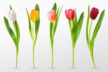 Colorful Tulips. Beautiful Tulip Buds, Spring Flowers Design For Greeting Card 8 March Or Mothers Day, Floral Elements Realistic Vector Set. Tulip Red, Orange Flower Blossom, Spring Bloom Illustration