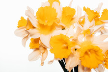 Bouquet Of Yellow Spring Daffodils On A White Background