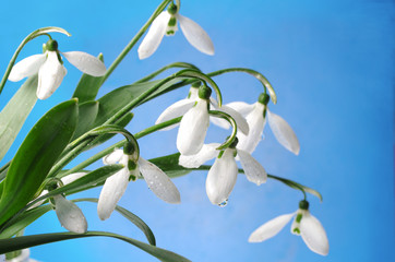 Wall Mural - White snowdrops (Galanthus nivalis) on a blue background.