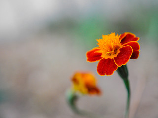 Close-up of orange marigolds, flowering marigolds, garden calendula flower, background for text, image of flowers with space for text