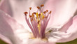 © Sacher - Beautiful close ups of spring colored flowers in bloom, dandelions or leaves with delicate details and gentle sun light and bokeh backgrounds.