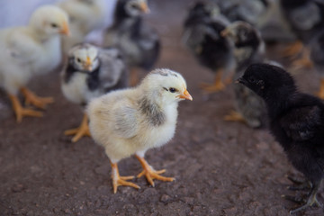 two chicks