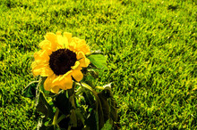Lonely Sunflower On A Field Macro Photography