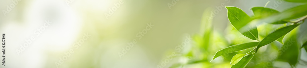 Obraz na płótnie Close up beautiful nature view green leaf on blurred greenery background under sunlight with bokeh and copy space using as background natural plants landscape, ecology cover concept. w salonie
